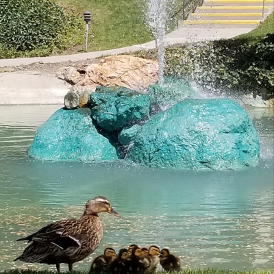 A 11 ducklings and mama  Center Pond  May 6 2020