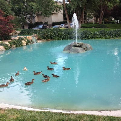 A POND w Ducks