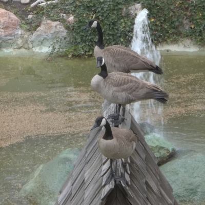 A   ROOFTOP  GEESE